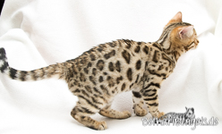 Minileopard